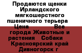 Продаются щенки Ирландского мягкошерстного пшеничного терьера › Цена ­ 30 000 - Все города Животные и растения » Собаки   . Красноярский край,Дивногорск г.